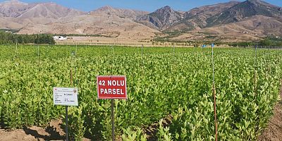 Yeşil Vatan İçin 273 Milyon fidan üretildi