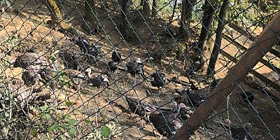 Yılbaşı hindisi seçerken nelere dikkat etmek gerekir?