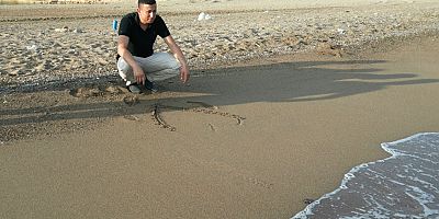 Yolunu şaşıran caretta caretta