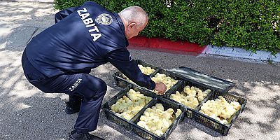 Zabıta ekipleri otobüsle gönderilen 300 adet civcive el koydu