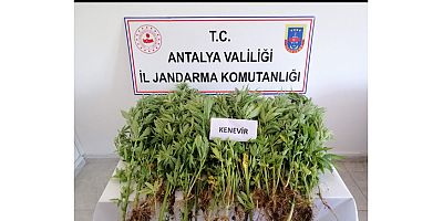 Zeytin bahçesinde kenevir ekimine operasyon