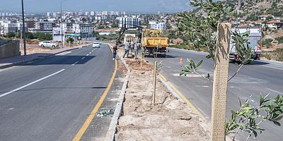Zeytin Dalı Şehitleri Caddesi’ne 100 zeytin fidanı