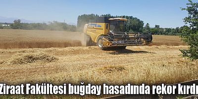 Ziraat Fakültesi buğday hasadında rekor kırdı