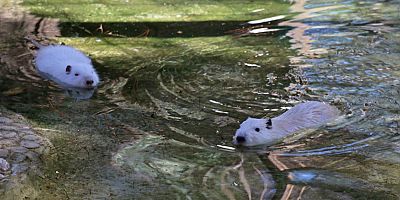 Ziyarete açılan Hayvanat Bahçesi yeni türleri ağırlıyor
