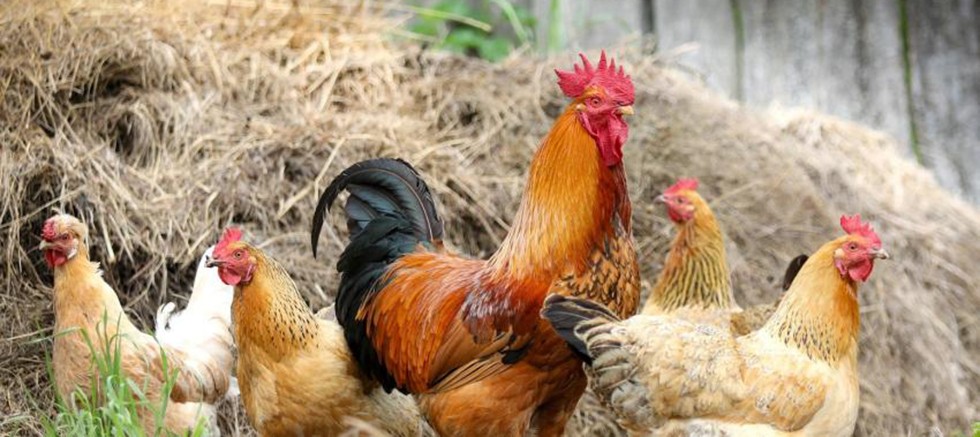 Tavuk eti üretimi 228 bin 846 ton, tavuk yumurtası üretimi 1,73 milyar adet olarak gerçekleşti