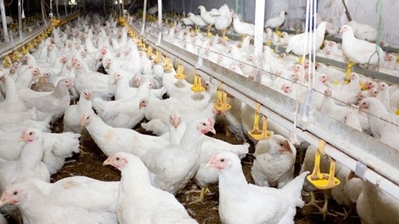Tavuk eti üretimi 236 bin 310 ton, tavuk yumurtası üretimi 1,84 milyar adet olarak gerçekleşti