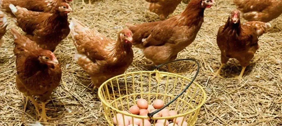 Tavuk eti üretimi 237 bin 749 ton, tavuk yumurtası üretimi 2,04 milyar adet olarak gerçekleşti