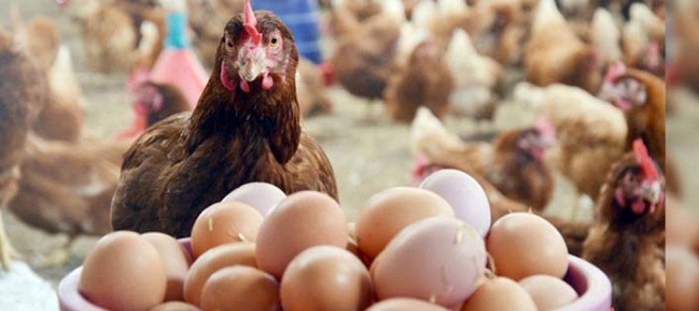 Tavuk eti üretimi arttı, yumurta üretimi azaldı