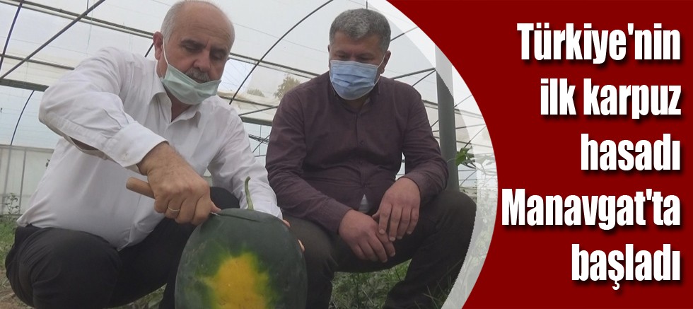 Türkiye'nin ilk karpuz hasadı Manavgat'ta başladı