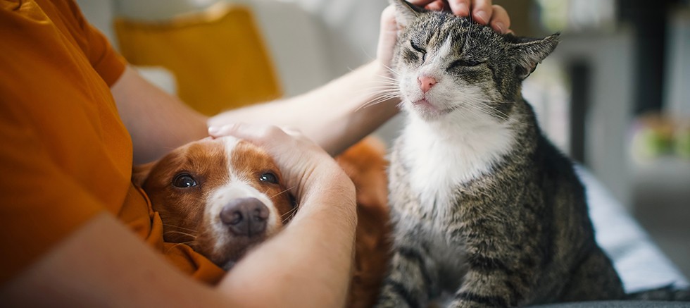 Veteriner Hekimlerden Yaz Alarmı: Kedi ve Köpekleriniz İçin Hemen Uygulayabileceğiniz 7 Öneri 